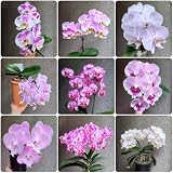 200 pcs phalaenopsis orchidee samen, deko wohnzimmer, blumengarten samen geschenk, blumengarten deko pflanzen, zimmerpflanzen pflanzen draußen, pflanzensamen exotisch blumen balkon,