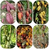 cacaosamen - kakao theobroma gewächshaus balkon alte sorten für garten hochbeett deko kaufen 30p