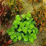 200 Samen Hottonia Palustris - Wasserfeder Teichpflanzen Miniteich Hottonia Palustris Teichpflanzen Wasserpest Für Teich Winterhart Gartenpflanzen Winterhart Mehrjährig Extrem W