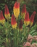 Kniphofia uvaria Fackellilien'5 Wurzelstöcke' Winterhart S