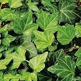 Efeu - Hedera Helix - Efeuranke als Sichtschutz oder Bodendecker - Kletterpflanze für Garten, Teich und Vorgarten - Efeublätter winterfest und immergrün - Pflanzen in Top Qualität von G