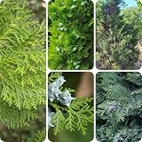 200 pcs Zypresse Winterhart Samen, topfpflanzen draußen winterhart baumsamen Platycladus Orientalis, winterharte kübelpflanzen kübelpflanzen winterhart mehrjährig exotische zimmerp