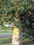 Portal Cool Sehr Hardy Queensland Flaschenbaum-Samen Langsam Frost & Dürre Tolerant Growing