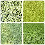 300 pcs Wasserlinsen Teich Samen, aquarium deko (Lemna minor) aquariumpflanzen anpflanztöpfchen wasserpflanzen für aquarien aquariumpflanzen echte schwimmpflanzen miniteich ex