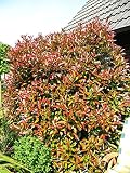 immergrüne Glanzmispel Solitär Photinia fraseri Red Robin 150-175 cm hoch im 20 L