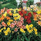 Taglilien zwiebeln,winterhart pflanze,Seltene Pflanze,Dekorative Blumen,taglilien mehrjährig Pflanze,Hemerocallis pflanzen,Taglilien rhizome Winterhart,Hemerocallis Knollen.-15zwiebeln-J