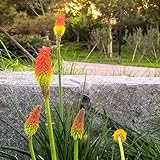 fackellilie pflanze samen schnittblumen samen balkondeko mini garten blumen kräutergarten stauden gartensamen gartenpflanzen topfpflanzen sommerblumen bienenfreundliche blumensamen 10p