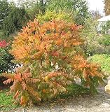 Farnwedel Essigbaum 60-80cm - Rhus typhina - Gartenp