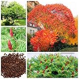 Real Seed 100 PC Rhus Typhina Samen Essigbaum Baum Samen blühende Pflanze Starke Anpassbarkeit Hirschhorns Sumach S
