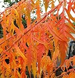 Essigbaum `Tiger Eyes´, Rhus typhina, ca. 40-60cm im Top