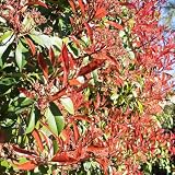 350 pcs glanzmispel red robin samen - geschenk garten, balkonpflanzen bonsai, balkonpflanzen winterhart samen, pflanzen winterhart draußen zimmerpflanzen samen, extrem w