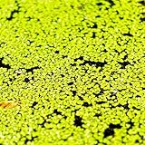 100 pcs Wasserlinsen Teich Samen, aquarium schwimmpflanzen (Lemna minor) nachhaltige geschenke exotische pflanzen samen aquarium pflanzen pflanzen für garten aquariump