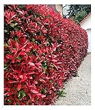 BALDUR Garten immergrün Photinia-Hecke 'Red Robin', 10 Pflanze Glanzmispel winterhart, blühend, Photinia fraseri 'Red Robin', Photinia fraseri, schnellw