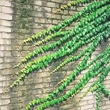 50 pcs Efeu samen(efeu pflanze)， garten geschenk，pflanzen winterhart draußen kletterpflanzen winterhart，balcony decoration balkonpflanzen，pflanzen garten schattenpflanzen winterhart，SchöN