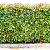 350 pcs glanzmispel red robin samen - winterharte stauden für pralle sonne, pflanzen winterhart bonsai, balkonpflanzen winterhart stauden winterhart mehrjährig, samen balkon b