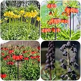 12 Stück zwiebeln kaiserkronen knollen mehrjährig zwiebel kaiserkrone Fritillaria - Seltene Pflanzen serie - gewächshaus balkon blumenzwiebel mix plants blumen garten pflanztöpfe ex