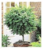 BALDUR Garten Kugel-Akazien-Stämmchen, 1 Pflanze, Robinia pseudoacaia Umbraculifera, dekorativ, winterhart, pflegeleicht, für Standort im Schatten geeig