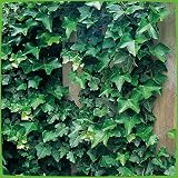 Gemeiner Efeu - Hedera Helix - Efeuranke als Sichtschutz oder Bodendecker - Kletterpflanze für Garten, Teich und Vorgarten - Efeublätter winterfest und immergrün - Pflanzen in Top Qualität von G