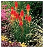 Stauden Gänge 1 x Kniphofia 'Papaya Popsicle' (Winterhart/Staude/Dauerblüher/Bienenfreundlich/Mehrjährig) Fackellilie - Hingucker der den ganzen Sommer über bis tief in den Herbst hinein blü