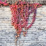 300 pcs Efeu samen(efeu pflanze)， schattenpflanzen winterhart，SchöNe Topfpflanze samen anzucht，gartendeko für draußen kletterpflanzen winterhart，balcony decoration balkonpflanzen，p