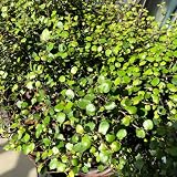 50 Pcs Grünlilie Kaufen Samen - Grünlilie - Samen Alte Sorten, Immergrüne Pflanzen Winterhart (Chlorophytum Comosum) Schnellwachsende Sträucher Als Sichtschutz Kletterpflanzen W