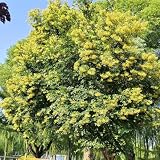Lindenbaum - Tilia tuan, stauden winterhart mehrjährig topfpflanzen immergrüne kaufen nachhaltige geschenke gartenpflanzen 100S