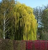 Trauerweide 100-125cm - Salix alb