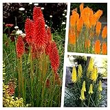 Stauden Gänge 3 x Kniphofia Kollektion (Winterhart/Staude/Dauerblüher/Bienenfreundlich/Mehrjährig) Fackellilie - Hingucker der den ganzen Sommer über bis tief in den Herbst hinein blü