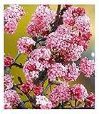 BALDUR Garten Duft-Schneeball Dawn, 1 Pflanze, Viburnum bodnantense Winterschneeball, winterhart, mehrjährig, pflegeleicht, blühend, Vanillie Duft, ansp