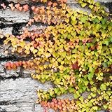 200 pcs Efeu samen(efeu pflanze)， balkon deko，pflanzen für draußen kletterpflanzen winterhart，balcony decoration pflanzensamen，schattenpflanzen deko garten，fensterbank dek