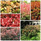 60 pcs glanzmispel red robin samen - samen, pflanzen winterhart draußen garten geschenke, gartenpflanzen winterhart mehrjährig bonsai baum, plants saatgut, winterharte pflanzen fü