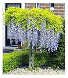 BALDUR Garten Blauregen auf Stamm winterhartes Stämmchen, 1 Pflanze, Wisteria sinensis Glycinie Zierstämmchen, bienenfreundlich, für Standort in der Sonne geeignet, blü