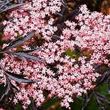 Gardeners Dream Schwarzer Holunder Sambucus Nigra - Laubabwerfende Winterharte Sträucher - Ideale Winterharte Pflanzen für Garten, Winterharte Kübelpflanzen oder als Terrassen Pflanzen W