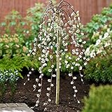 Salix Caprea Pendula 'Kilmarnock' Baum | Trauerweiden für kleine G