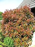 immergrüne Glanzmispel Solitär Photinia fraseri Red Robin 100-125 cm hoch im 5 L