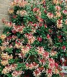 BALDUR Garten Duft Geißblatt 'Henry', Lonicera immergrün, 1 Pflanze, mehrjährig - winterhart, pflegeleicht, immergrüne Kletterpflanze, klettert bis zu 6 Meter hoch, ideal als natürlicher S
