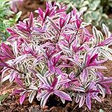 Hebe Heartbreaker - Immergrüner Blühender Strauch mit Buntem Laub - Winterharte Kübelpflanzen - Pflegeleichte Gartenpflanze im 9cm Topf - 15-25