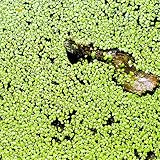350 pcs Wasserlinsen Teich Samen, aquarium pflanzen echt (Lemna minor) teichpflanzen wasserpflanzen aquarium nachhaltige geschenke aquarium pflanzen aquariumpflanzen echte teichdek